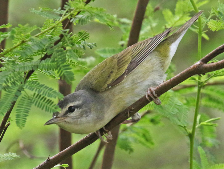 Tennessee Warbler photo #2