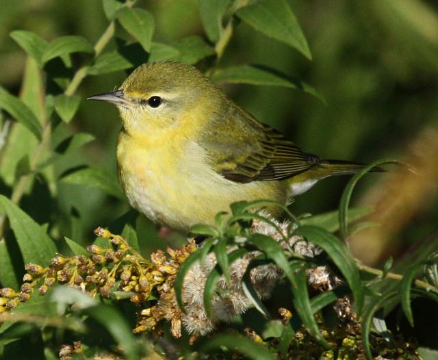 Tennessee Warbler (1st fall)