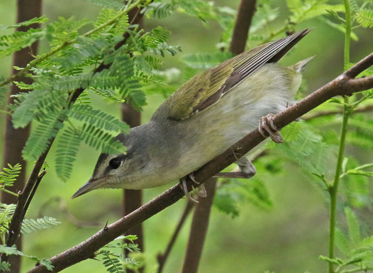 Tennessee Warbler photo #1