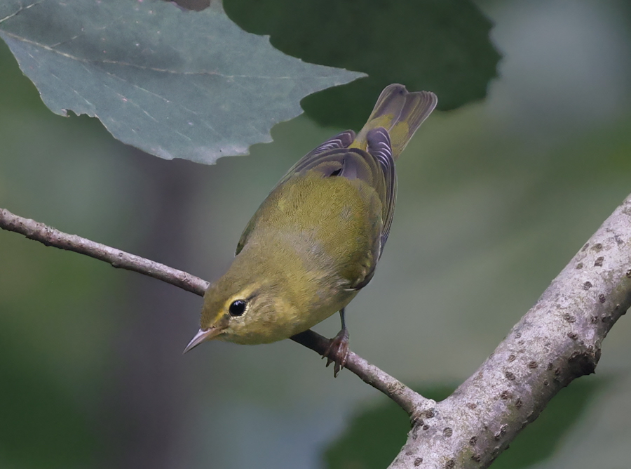 Tennessee Warbler (1st fall)