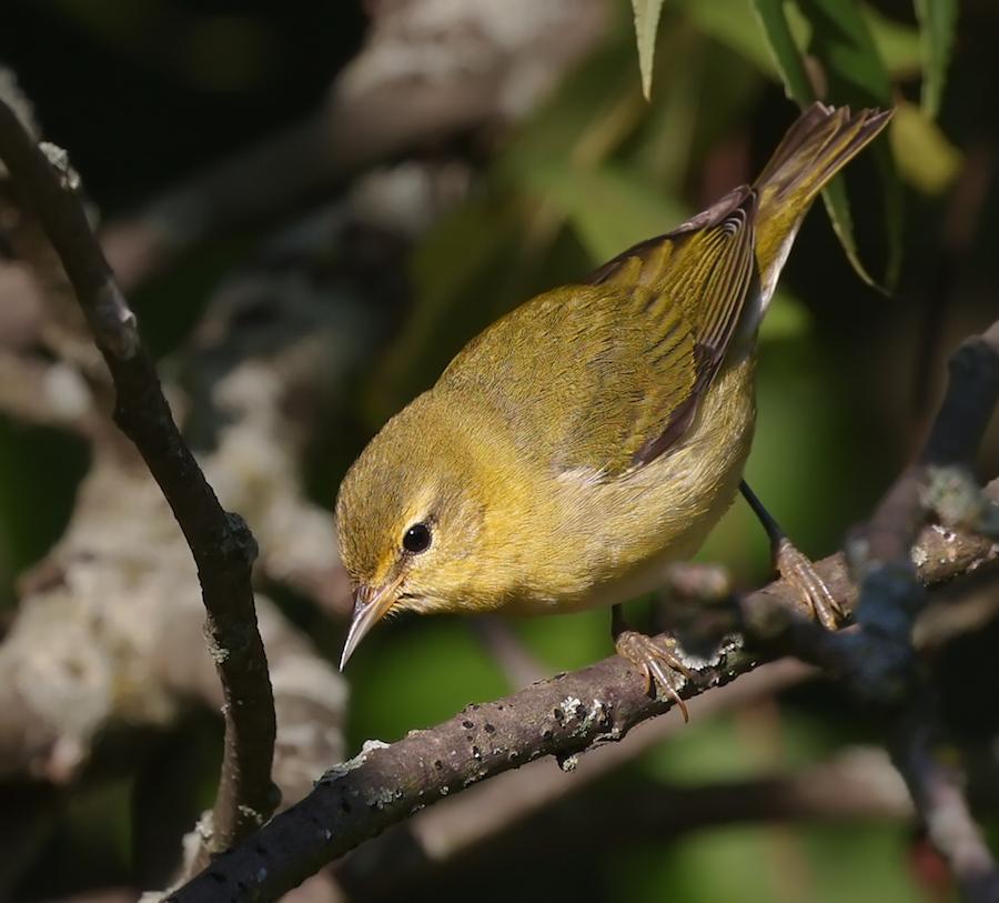 Tennessee Warbler (1st fall)