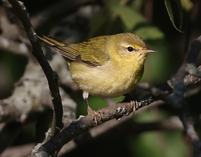 Tennessee Warbler (1st fall)