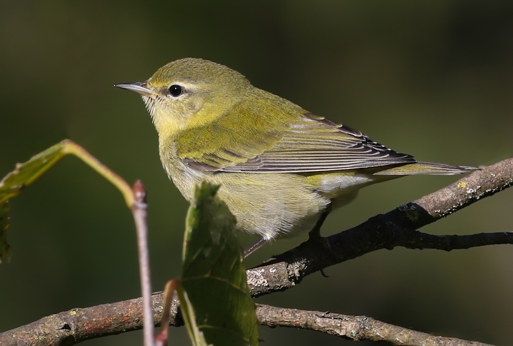 Tennessee Warbler (fall adult)