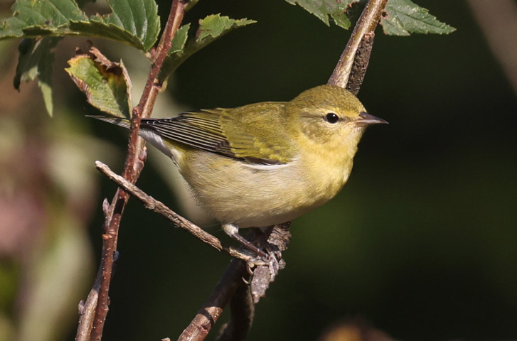 Tennessee Warbler (1st fall)