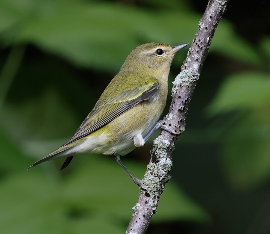Tennessee Warbler (fall adult)