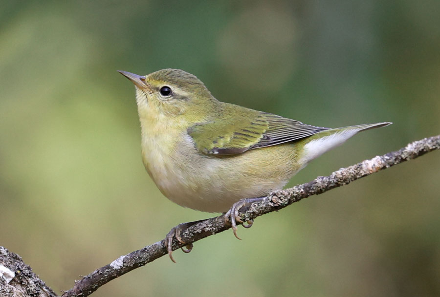 Tennessee Warbler (fall adult)