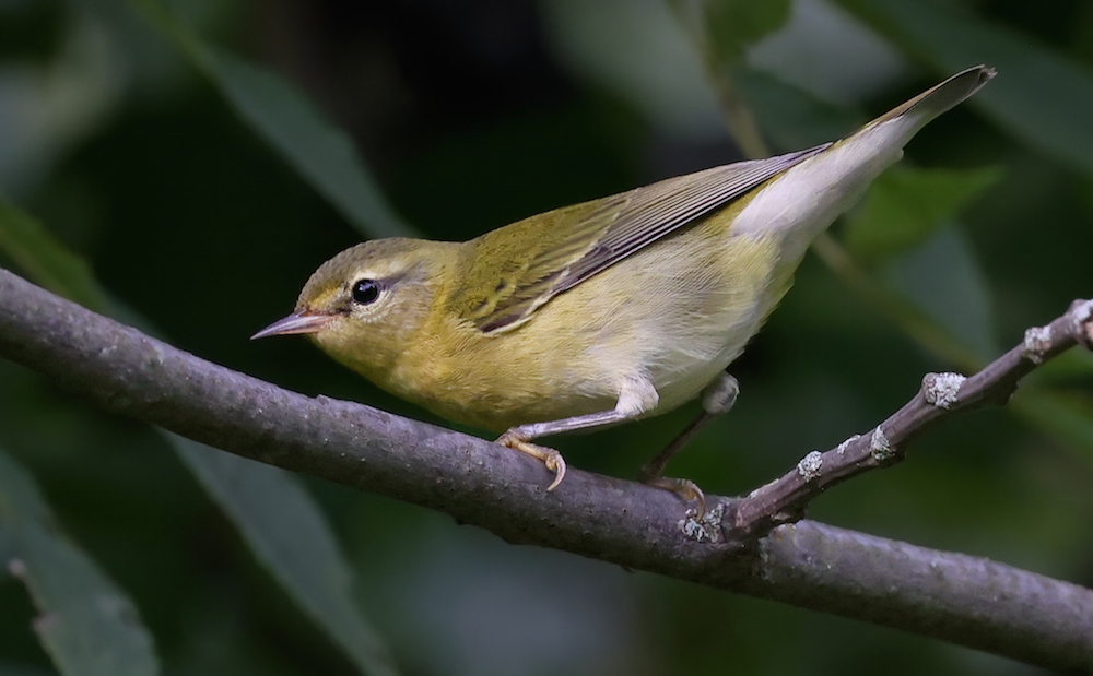 Tennessee Warbler (fall adult)