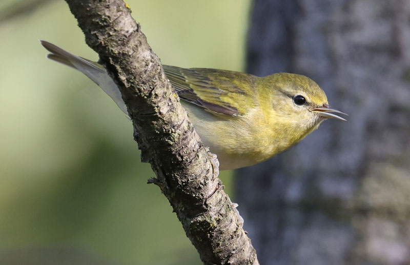 Tennessee Warbler (fall adult)