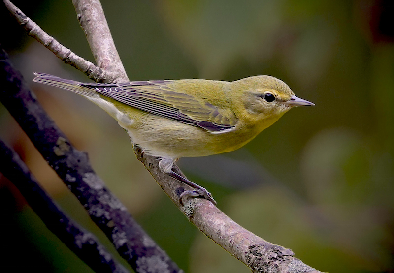 Tennessee Warbler (1st fall)