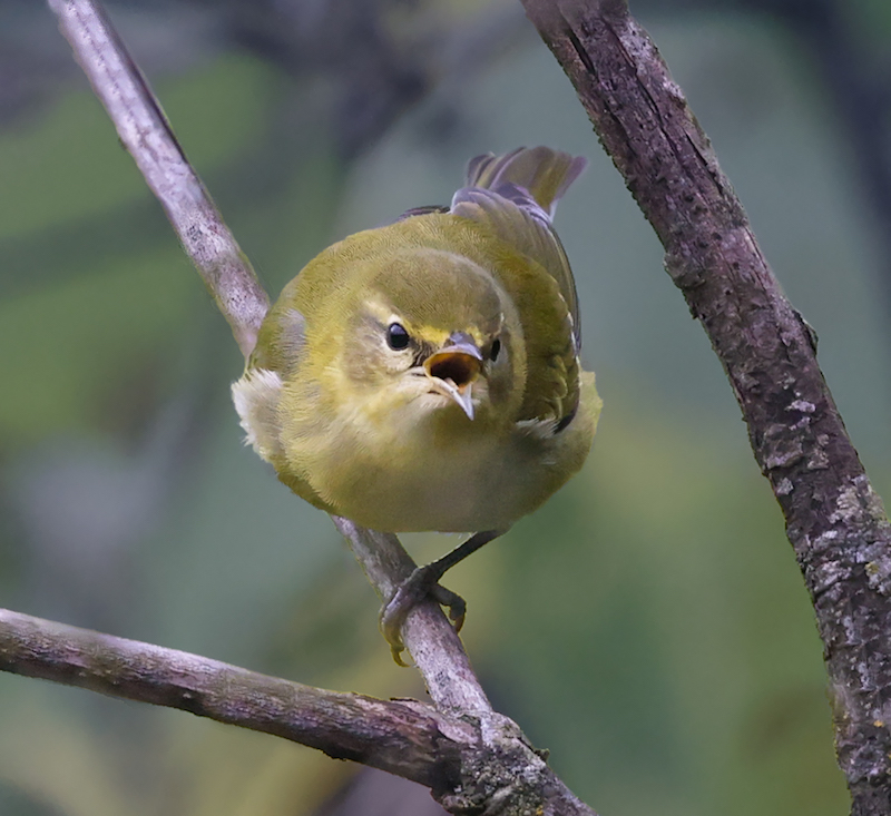 Tennessee Warbler (1st fall)
