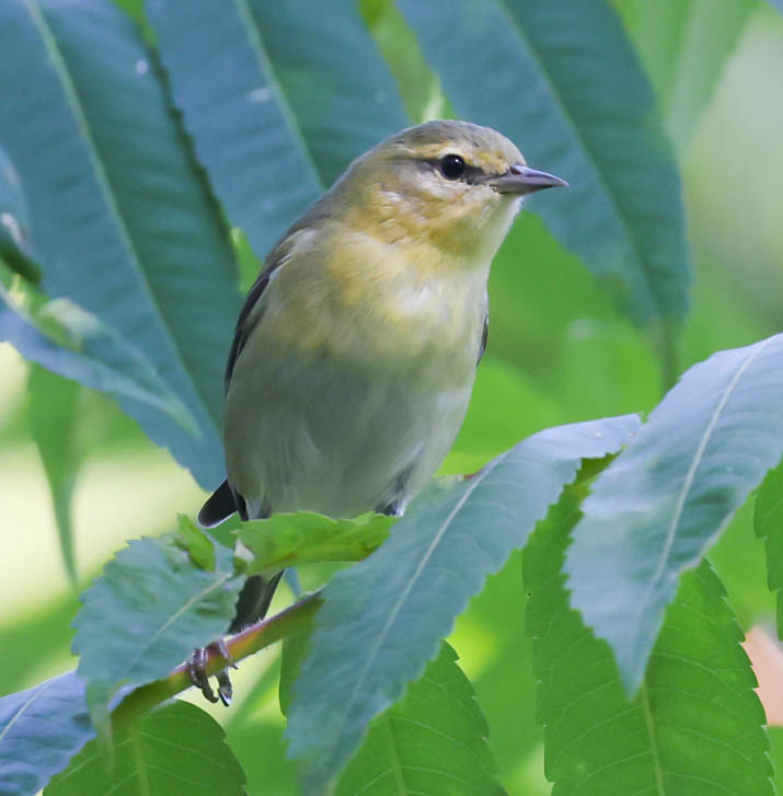 Tennessee Warbler (fall adult)
