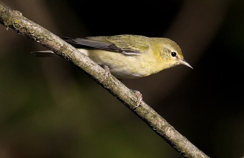 Tennessee Warbler (fall adult)