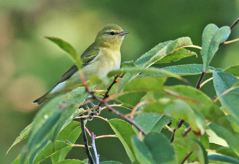 Tennessee Warbler (1st fall)