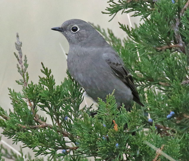 Townsend's Solitaire photo #3