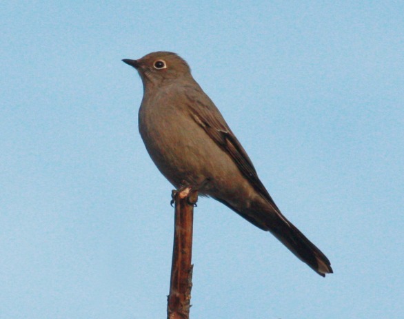 Townsend's Solitaire photo #1