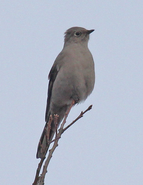 Townsend's Solitaire photo #2