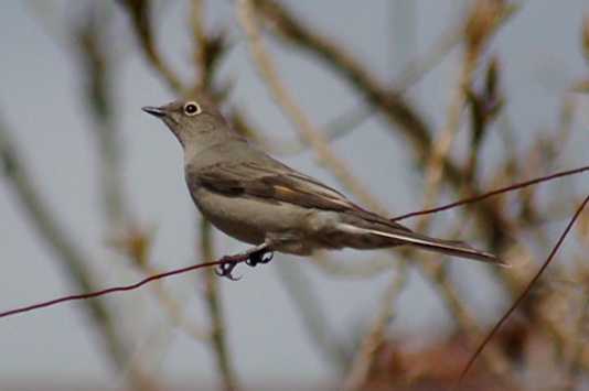 Townsend's Solitaire (adult)