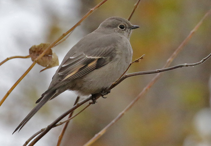Townsend's Solitaire photo #1