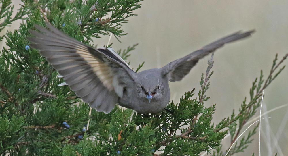 Townsend's Solitaire photo #4