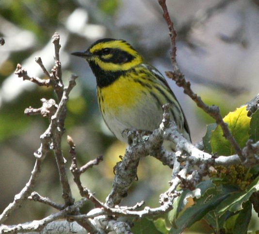 Townsend's Warbler (spring adult male) photo #1
