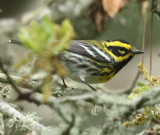 Townsend's Warbler (spring adult male) photo #2
