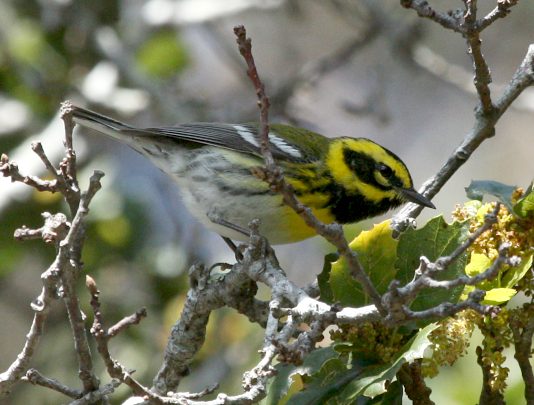 Townsend's Warbler (spring adult male) photo #3