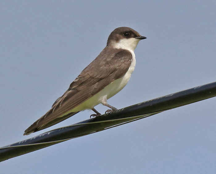 Tree Swallow (juvenile)