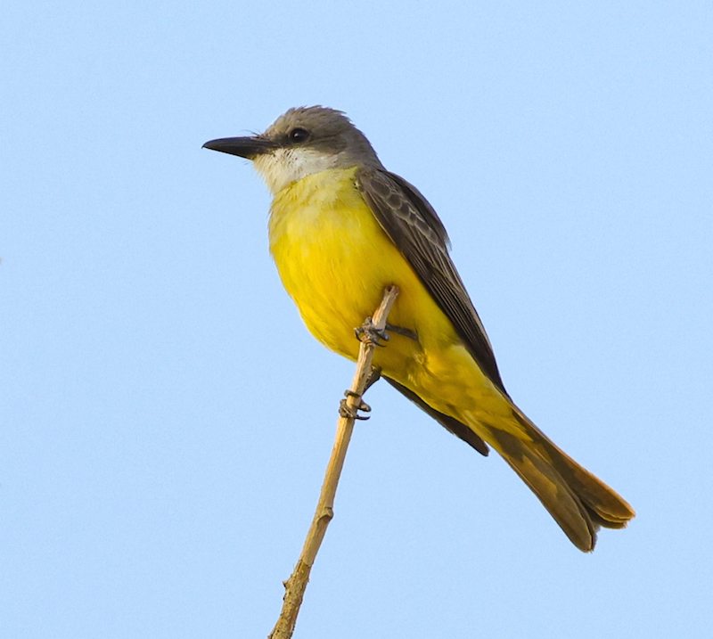 Tropical Kingbird 