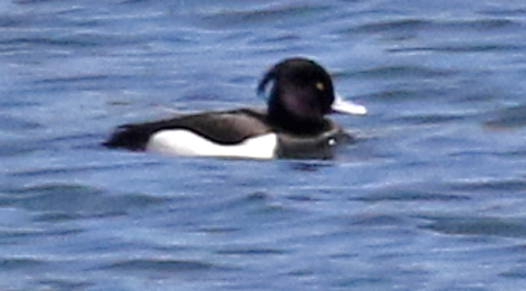 Tufted Duck (male)
