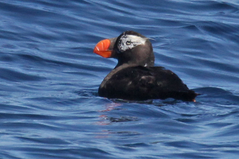 Tufted Puffin (adult nonbreeding)