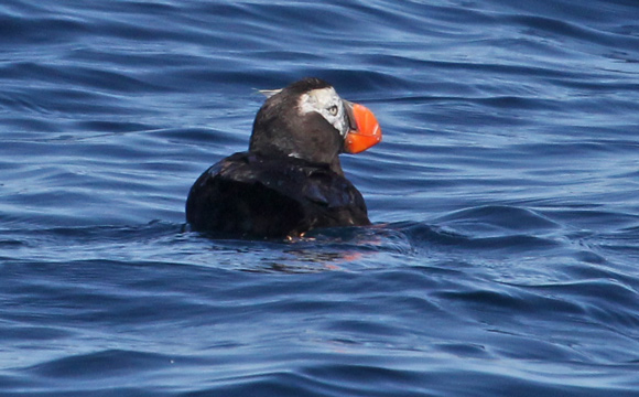 Tufted Puffin (adult nonbreeding)