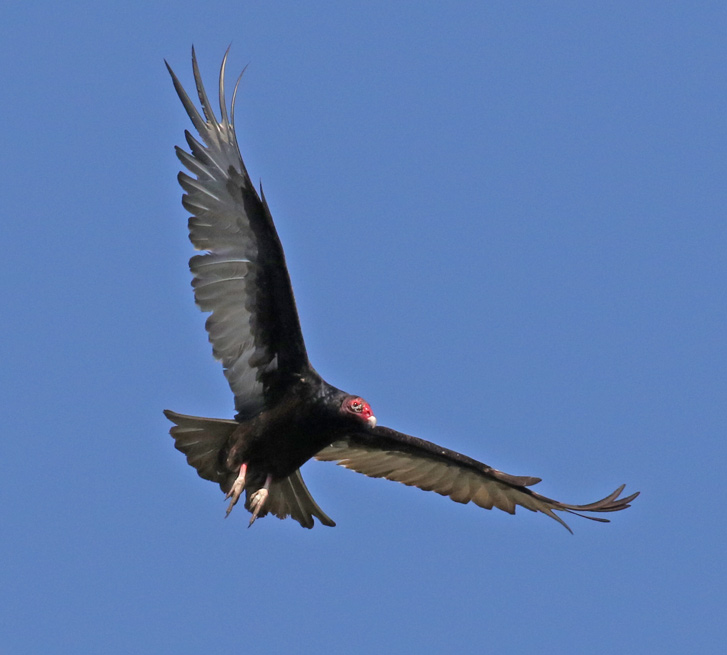 Turkey Vulture photo #2