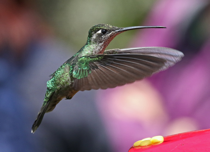 Talamanca Hummingbird (female)