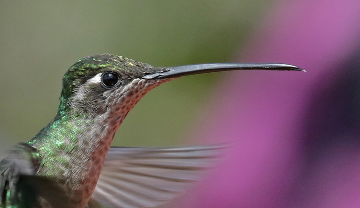 Talamanca Hummingbird (female)