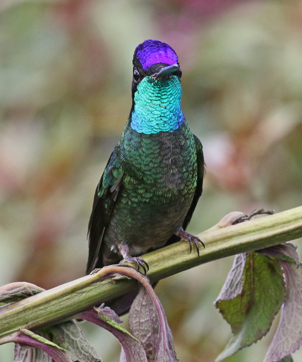 Talamanca Hummingbird (male)