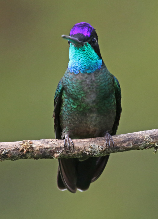 Talamanca Hummingbird (male)