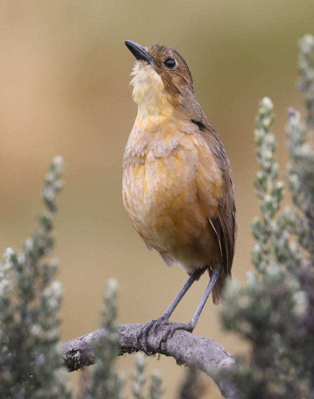Tawny Antpitta