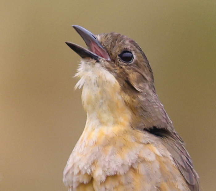 Tawny Antpitta