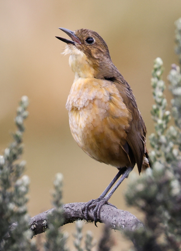 Tawny Antpitta