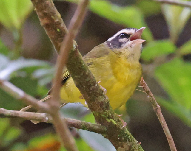 Three-striped Warbler