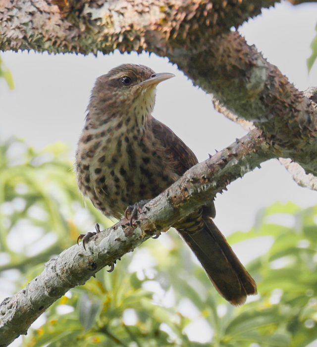 Thrush-like Wren