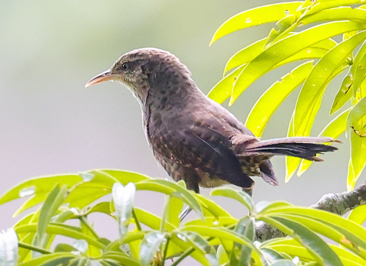 Thrush-like Wren