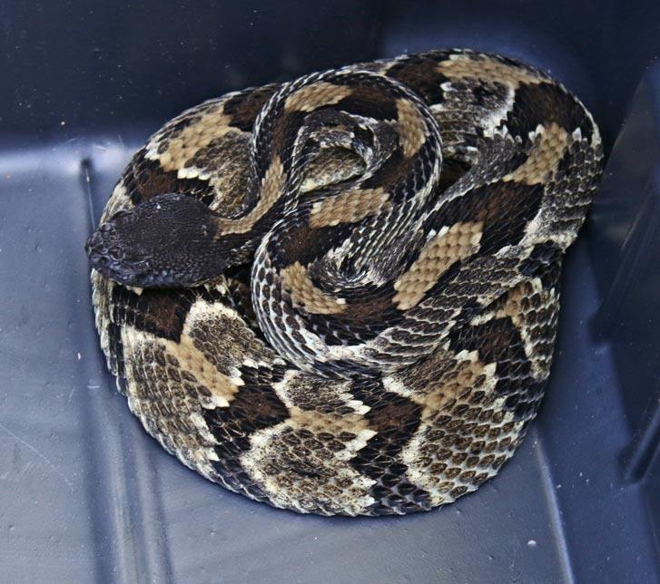 Timber Rattlesnake (black form)