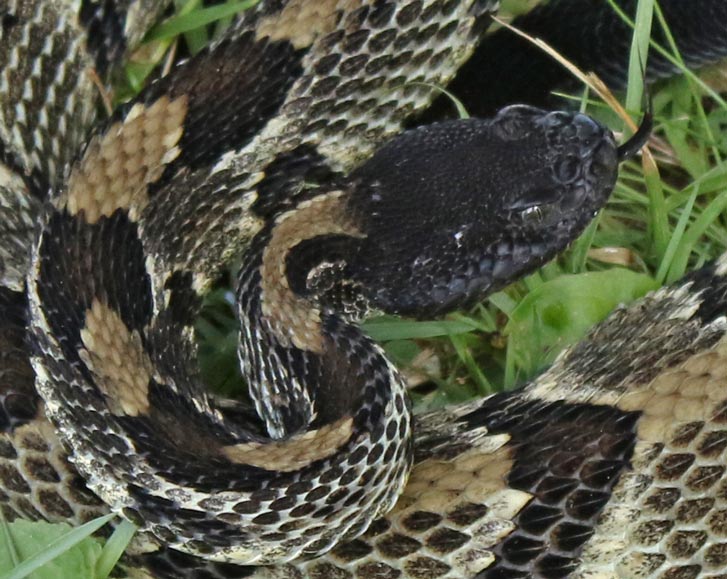 Timber Rattlesnake (black form)