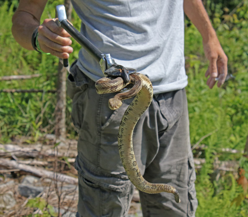Timber Rattlesnake (yellow form)