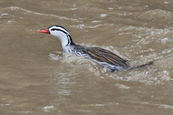 Torrent Duck