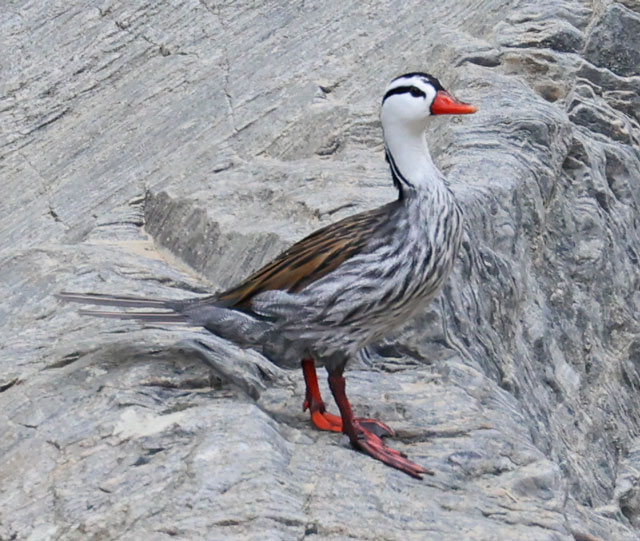 Torrent Duck