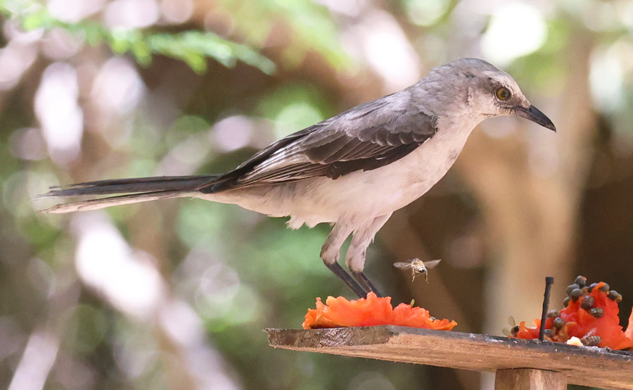 Tropical Mockingbird