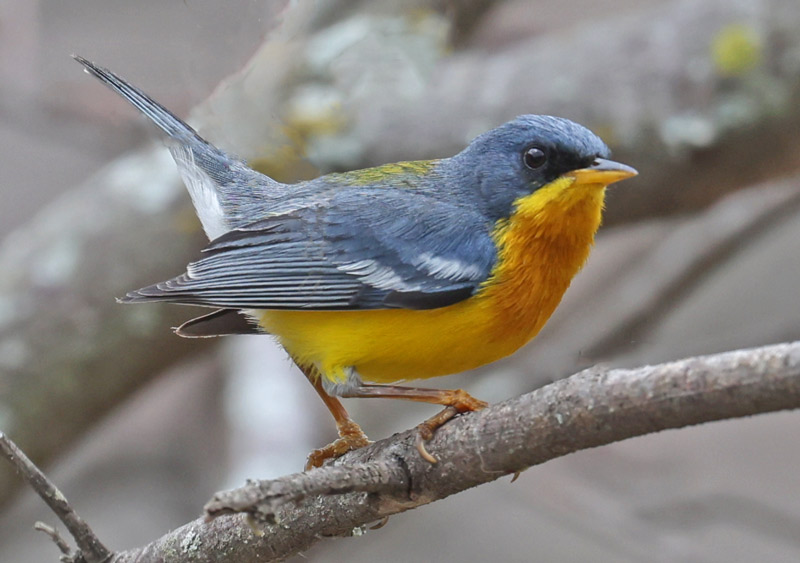 Tropical Parula