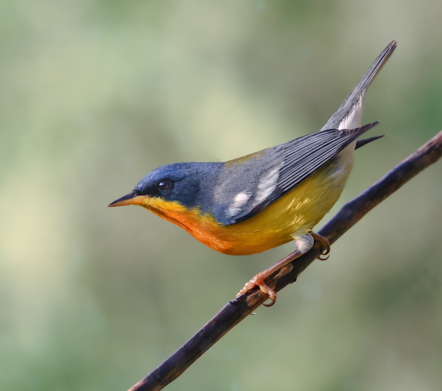 Tropical Parula